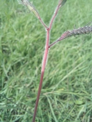 Dichanthium aristatum