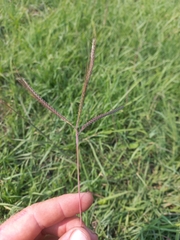 Dichanthium aristatum