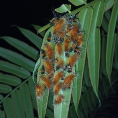 Spilarctia subcarnea