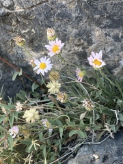 Erigeron tener