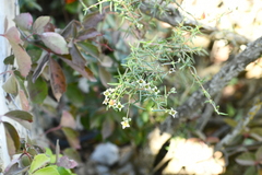 Fendlera linearis