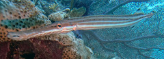 Aulostomus maculatus