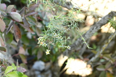 Fendlera linearis