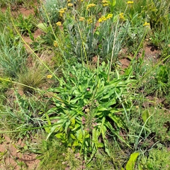 Merwilla plumbea