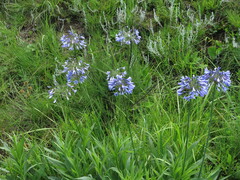 Agapanthus campanulatus