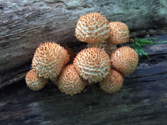 Pholiota