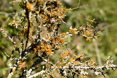Teloschistes exilis