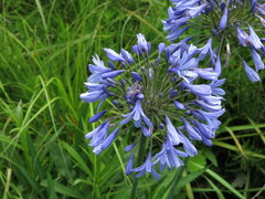 Agapanthus campanulatus