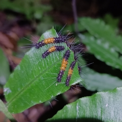 Spilarctia subcarnea