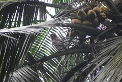Ketupa zeylonensis