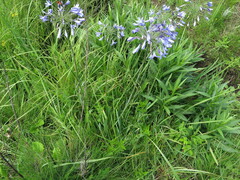 Agapanthus campanulatus