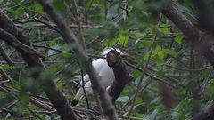 Leucopsar rothschildi