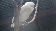 Leucopsar rothschildi