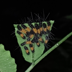 Spilarctia subcarnea