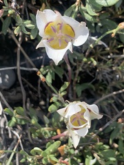 Calochortus bruneaunis