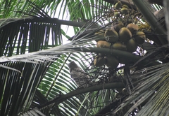 Ketupa zeylonensis