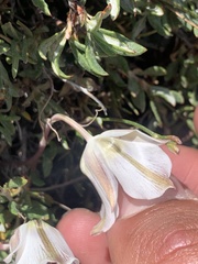 Calochortus bruneaunis