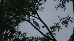 Leucopsar rothschildi