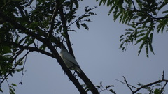 Leucopsar rothschildi