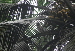 Ketupa zeylonensis