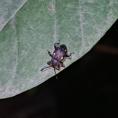 Eumorphus assamensis