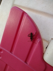 Leptoglossus occidentalis