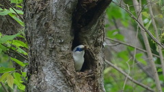 Leucopsar rothschildi