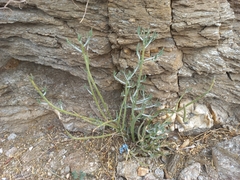 Kleinia longiflora