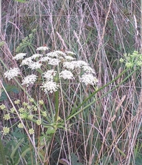 Peucedanum oreoselinum