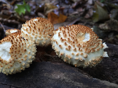 Pholiota
