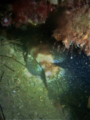 Epinephelus rivulatus