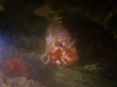 Epinephelus rivulatus