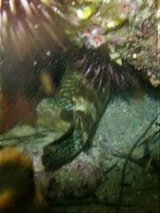 Epinephelus rivulatus