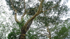 Vachellia leucophloea