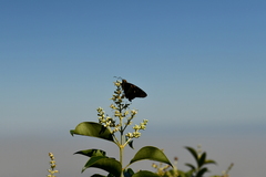 Aguna asander asander