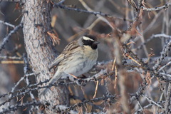 Prunella atrogularis