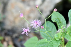 Vernonia greggii