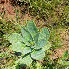 Aloe lettyae