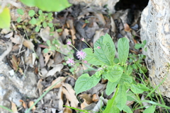 Vernonia greggii