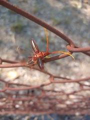 Chydarteres striatus