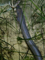 Conger wilsoni