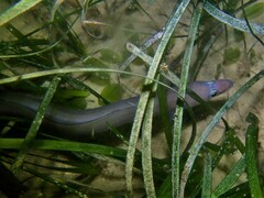 Conger wilsoni