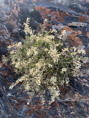 Holodiscus discolor microphyllus