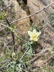 Coccinia sessilifolia image