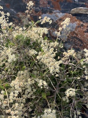 Holodiscus discolor microphyllus