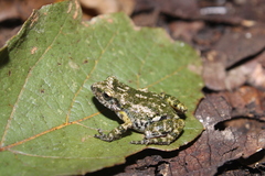 Eleutherodactylus nitidus