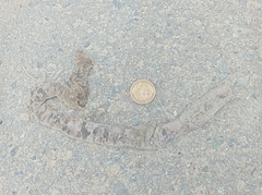 Amphisbaena fuliginosa