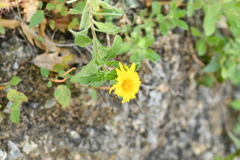 Heterotheca mucronata