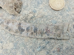 Amphisbaena fuliginosa