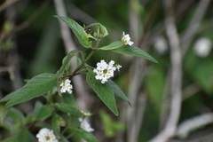 Lantana canescens